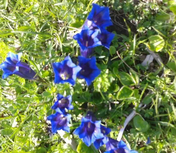 Gaestehaus Bergland Pensionat Berwang