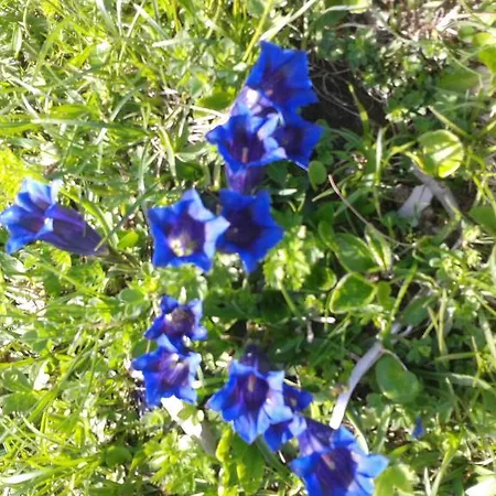 Gaestehaus Bergland Pensionat Berwang