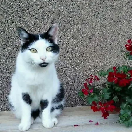 Gaestehaus Bergland Pensionat