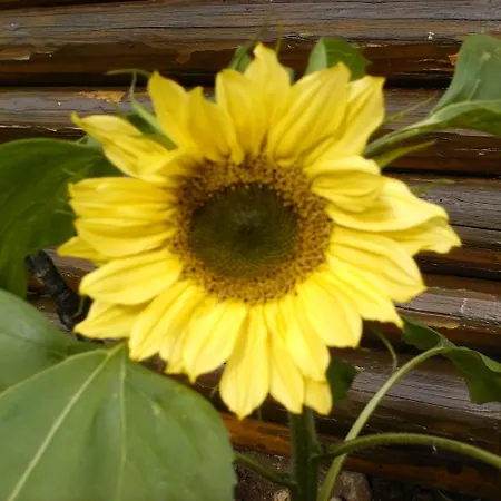 Gaestehaus Bergland Pensionat 3*